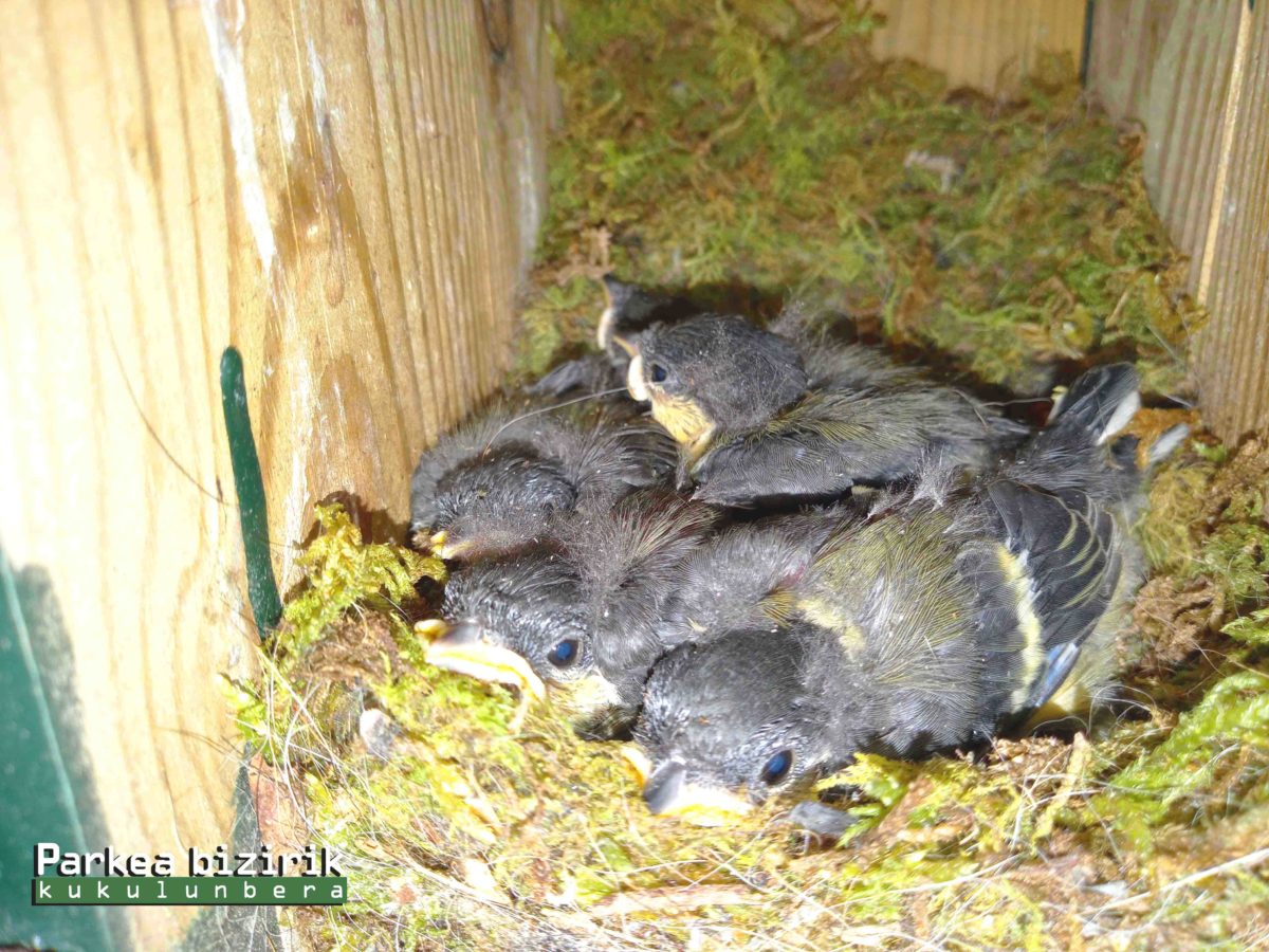 Sigue adelante la temporada de cría de aves insectívoras en las cajas nidos de Parkea Bizirik