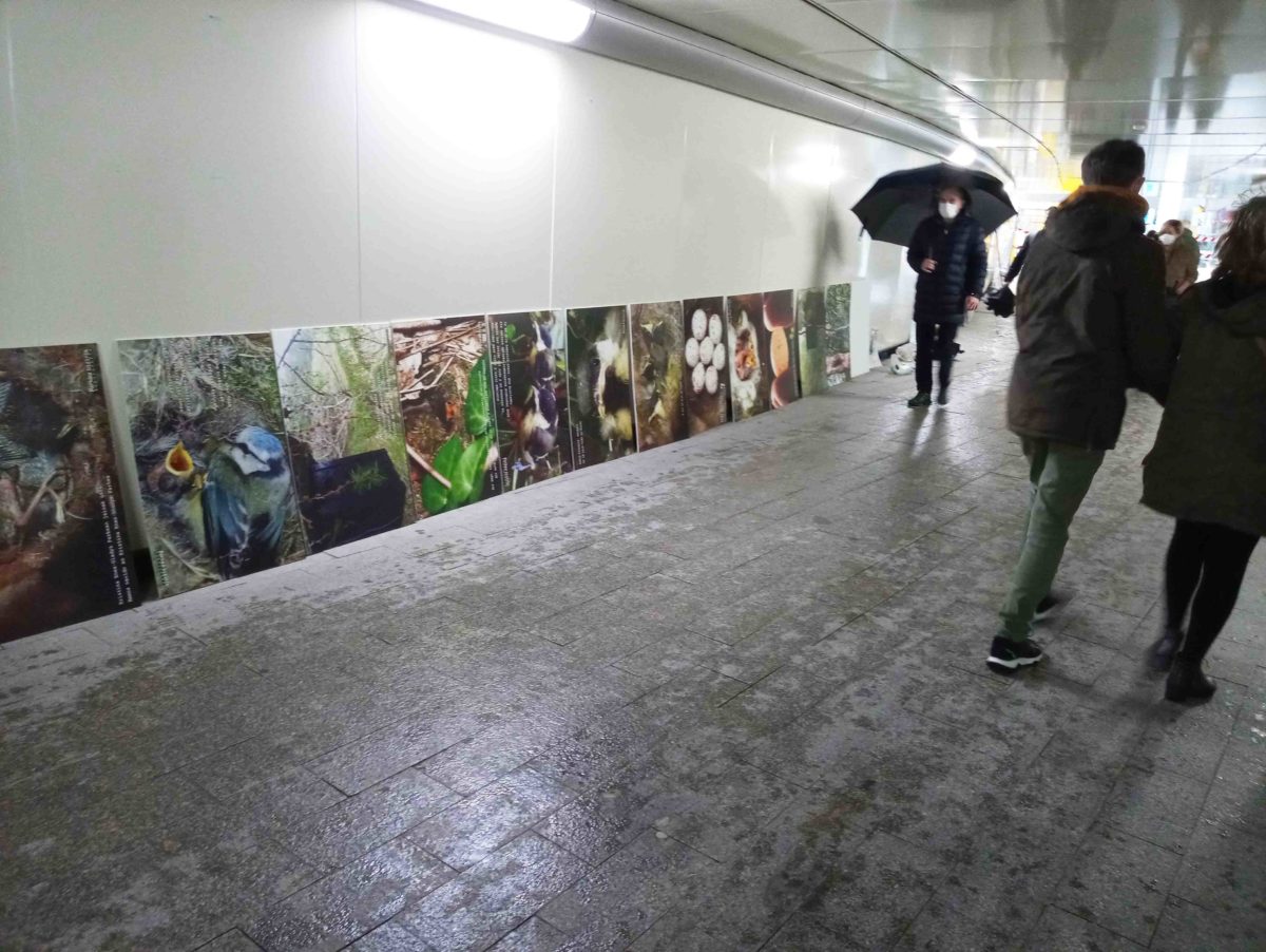 Concluye la exposición fotográfica «30 años con cajas-nido» en el subterráneo de Egia