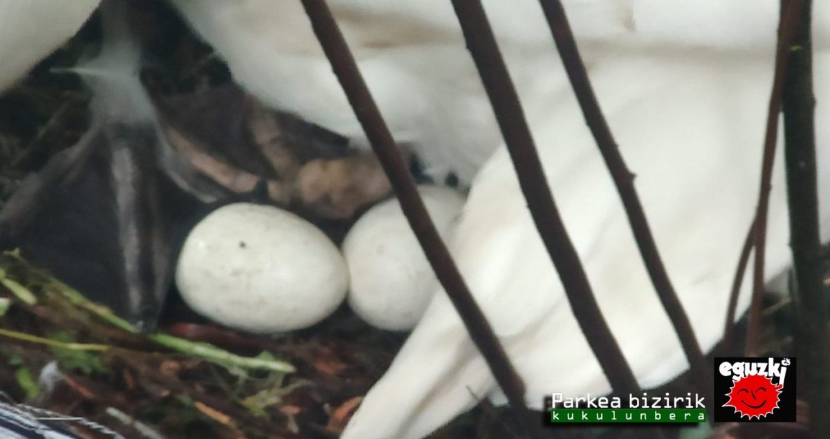 El cisne hembra de la plaza Gipuzkoa lleva dos meses y medio incubando dos huevos de yeso